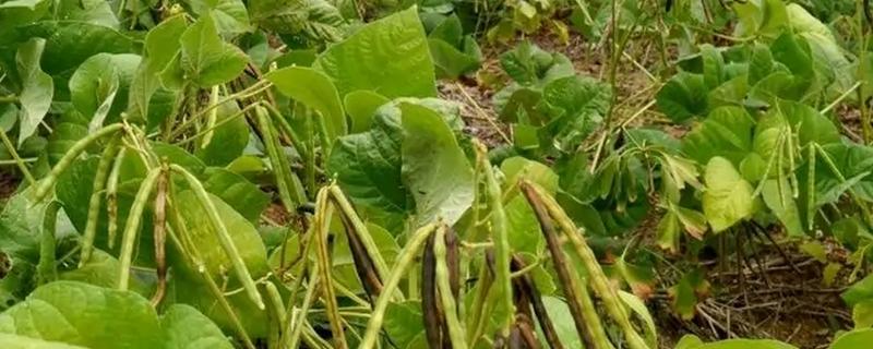 绿豆能不能密集种植，种植过密容易引发病害