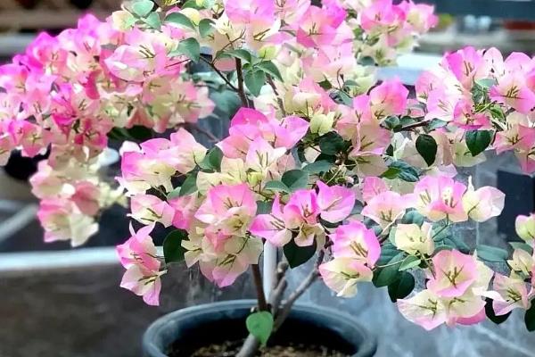 红樱三角梅什么时候开花，华南通常是11-2月开花