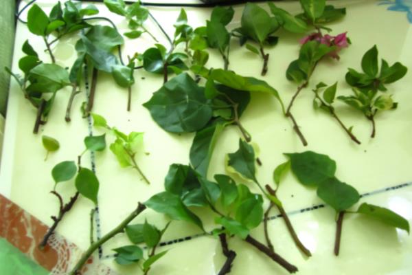 红樱三角梅什么时候开花，华南通常是11-2月开花
