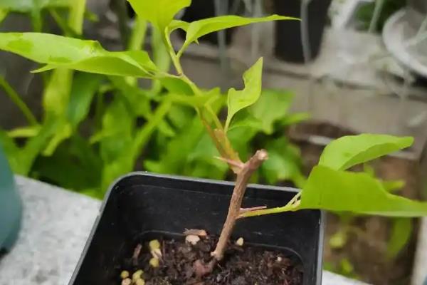 红樱三角梅什么时候开花，华南通常是11-2月开花