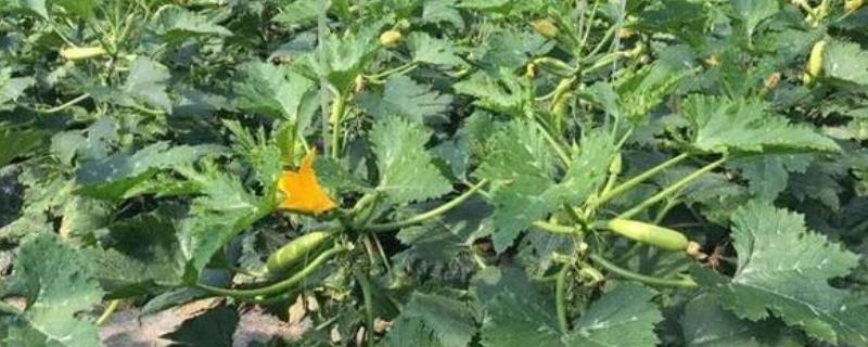 如何高产种植西葫芦，施肥主要以有机肥为主