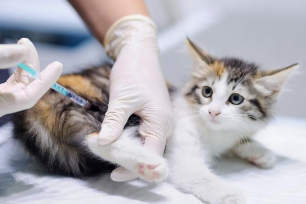 犬猫蜱的症状，病初表现为不安、轻度震颤等