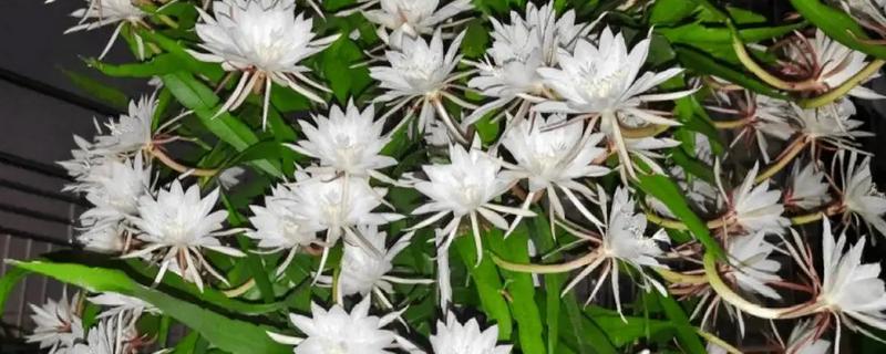 昙花的外形特点，叶色为浅绿色且为椭圆形