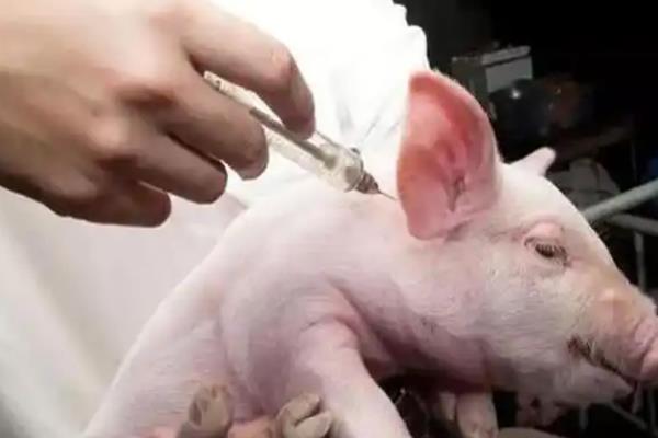 1-3个月的猪仔如何喂养，喂一些较多蛋白质的精饲料