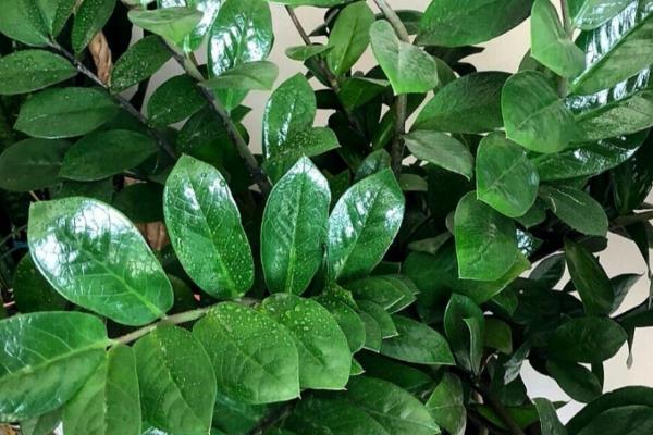 金钱树适合哪种花盆，可以选择瓦盆、陶瓷盆等