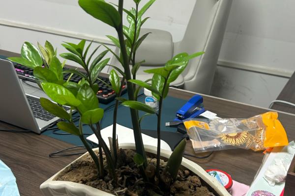金钱树适合哪种花盆，可以选择瓦盆、陶瓷盆等