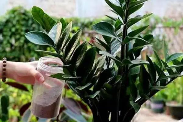 金钱树适合哪种花盆，可以选择瓦盆、陶瓷盆等