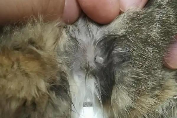 犬猫蜱的症状，病初表现为不安、轻度震颤等