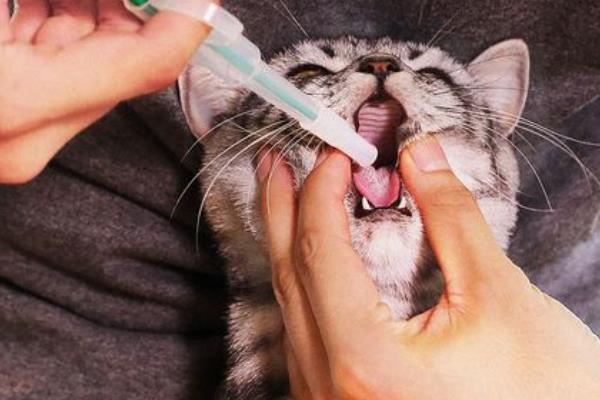 犬猫蜱的症状，病初表现为不安、轻度震颤等