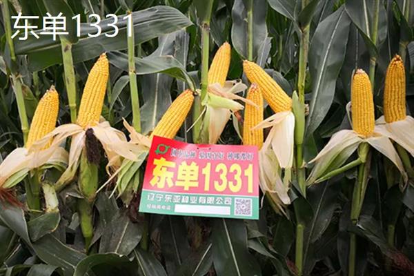 有哪些产量高的玉米品种，推荐龙高L2、良玉99等