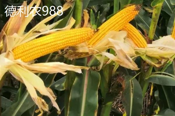 有哪些产量高的玉米品种，推荐龙高L2、良玉99等