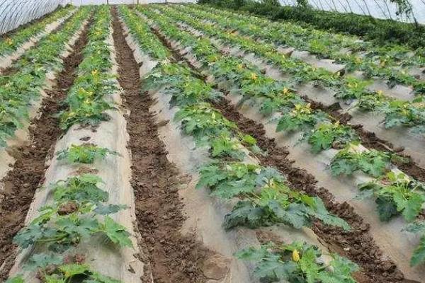 如何高产种植西葫芦，施肥主要以有机肥为主