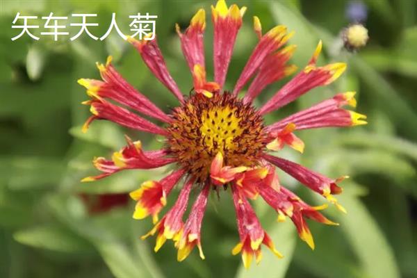 矢车菊的花期，一般在4-5月份开花