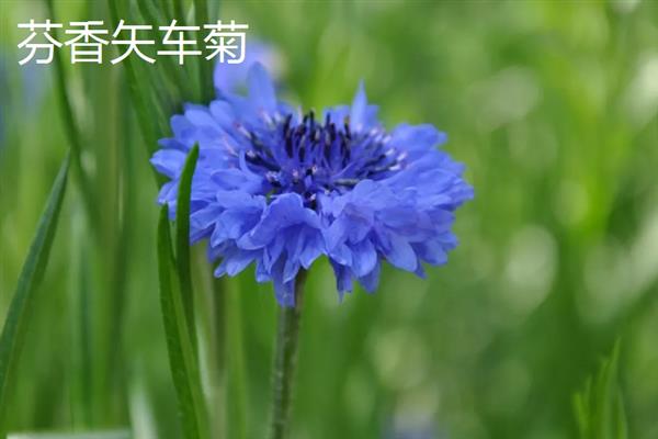矢车菊的花期，一般在4-5月份开花