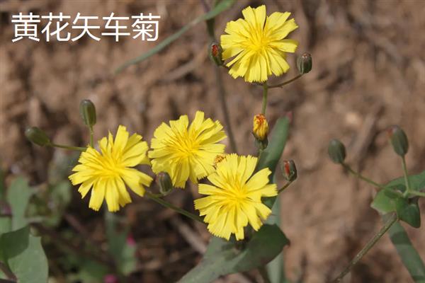 矢车菊的花期，一般在4-5月份开花