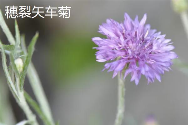 矢车菊的花期，一般在4-5月份开花