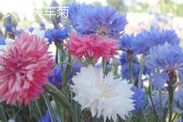 矢车菊的花期，一般在4-5月份开花