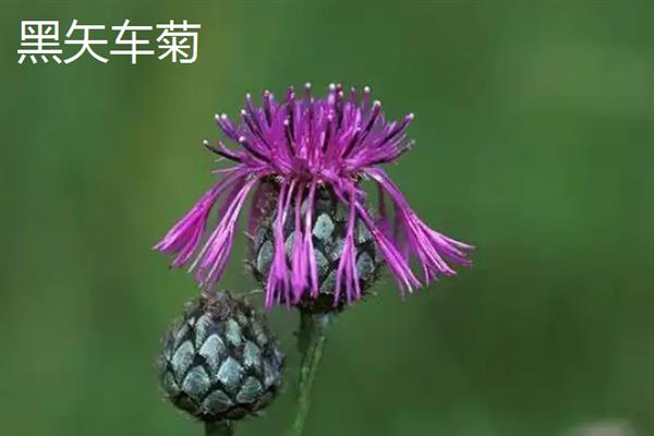 矢车菊的花期，一般在4-5月份开花