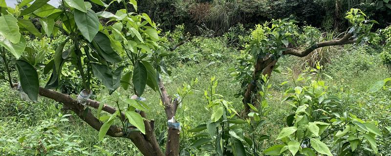 柑橘怎么嫁接，以芽接、切接、腹接为主
