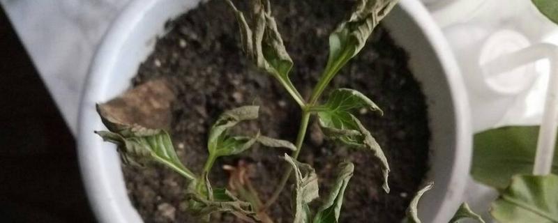 芍药叶子卷的原因，可能是温度异常或病菌影响所致