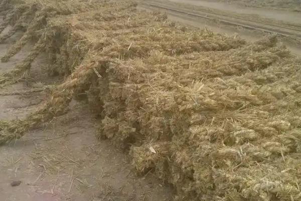 降低农作物中毒几率的方法，掌握以下5个要点可减少风险