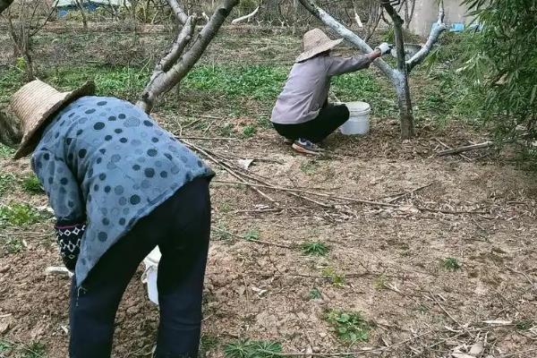 降低农作物中毒几率的方法，掌握以下5个要点可减少风险