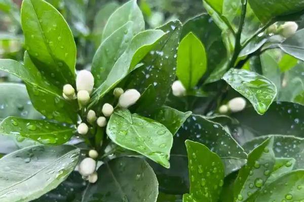 脐橙的开花时间，一般在春季