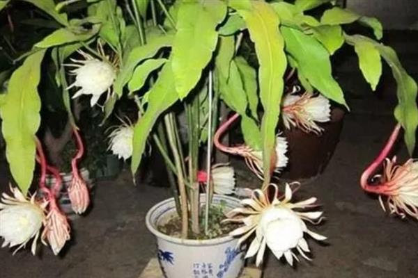昙花的外形特点，叶色为浅绿色且为椭圆形
