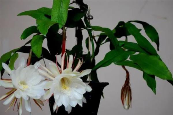 昙花的外形特点，叶色为浅绿色且为椭圆形