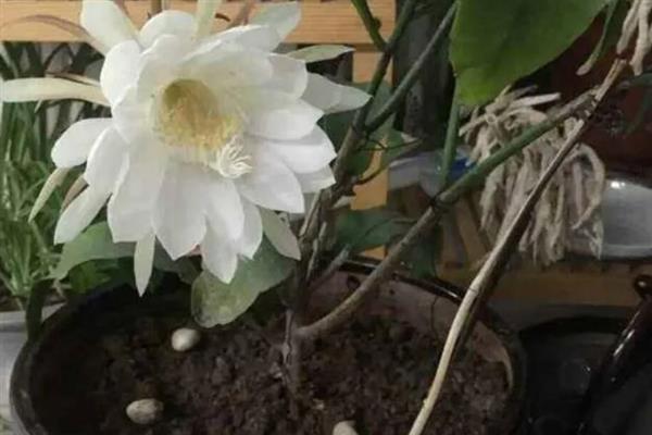 昙花的外形特点，叶色为浅绿色且为椭圆形