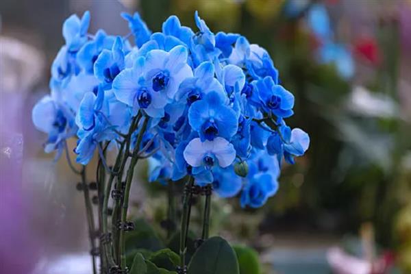 蝴蝶兰的花语，不同颜色的花语不同