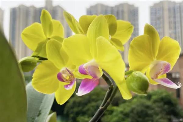 蝴蝶兰的花语，不同颜色的花语不同