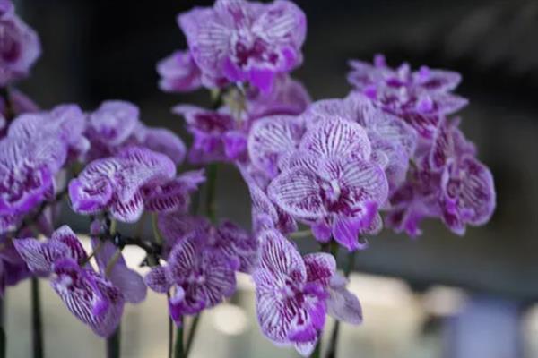 蝴蝶兰的花语，不同颜色的花语不同