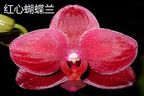 蝴蝶兰的花语，不同颜色的花语不同