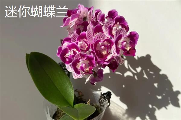 蝴蝶兰的花语，不同颜色的花语不同