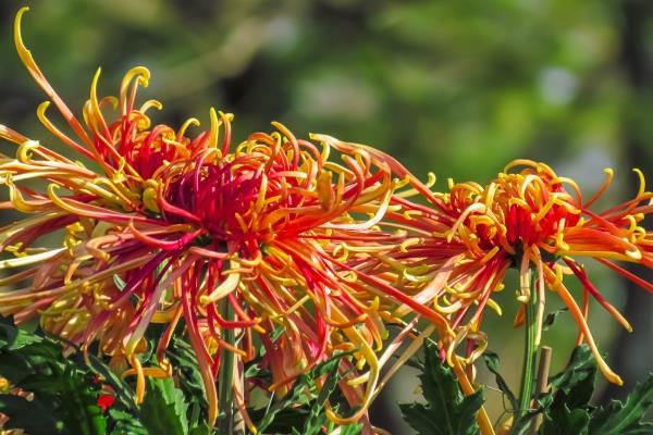 菊花的种类，按栽培形式分为多头菊、独本菊等