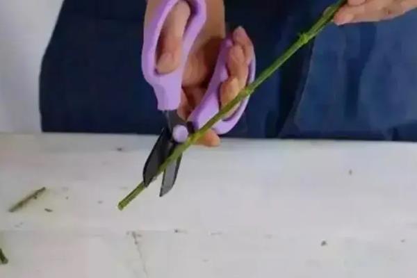菊花的种类，按栽培形式分为多头菊、独本菊等