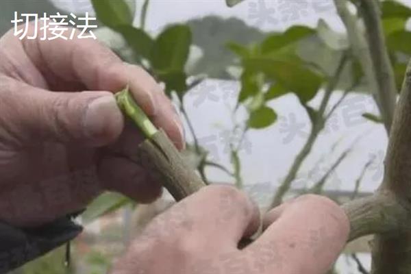 柑橘怎么嫁接，以芽接、切接、腹接为主