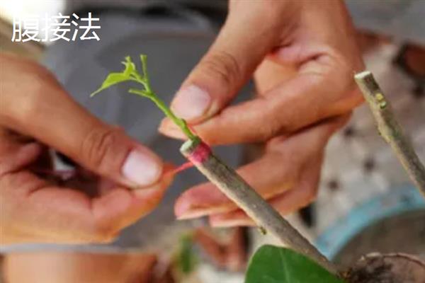 柑橘怎么嫁接，以芽接、切接、腹接为主