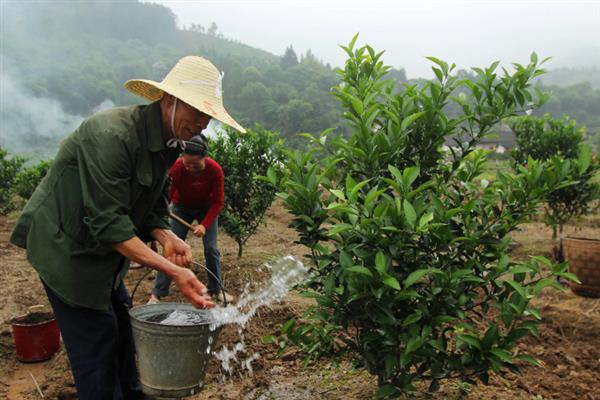 柑橘怎么嫁接，以芽接、切接、腹接为主