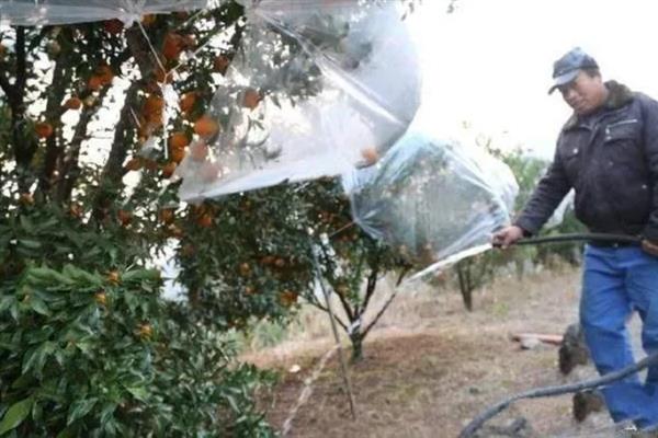 柑橘怎么嫁接，以芽接、切接、腹接为主