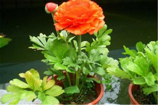 怎么让花毛茛度夏，放在遮阴处或搭建遮阴棚