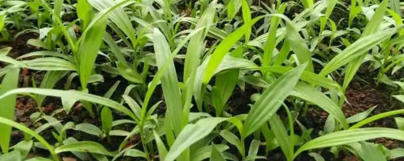 白及种多久才能收获，从种植到收获一般需要3年