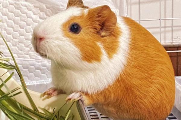 荷兰猪多大可以繁殖，出生3个月后就能繁殖