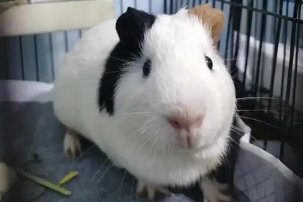 荷兰猪多大可以繁殖，出生3个月后就能繁殖
