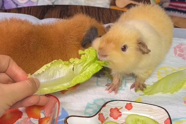 荷兰猪多大可以繁殖，出生3个月后就能繁殖