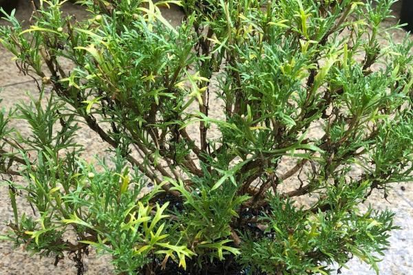 玛格丽特花谢后如何修剪，剪去残花，重剪2-3年生木质化枝条