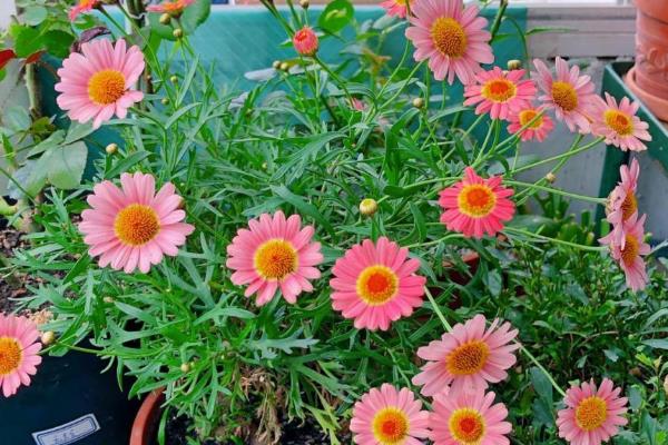 玛格丽特花谢后如何修剪，剪去残花，重剪2-3年生木质化枝条