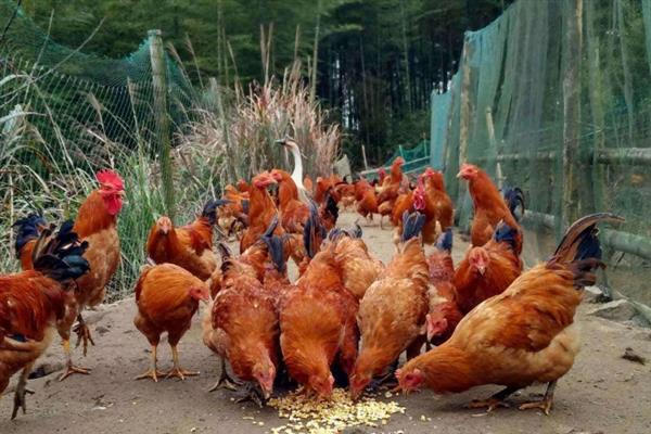 如何在家养鸡，需投喂混合饲料