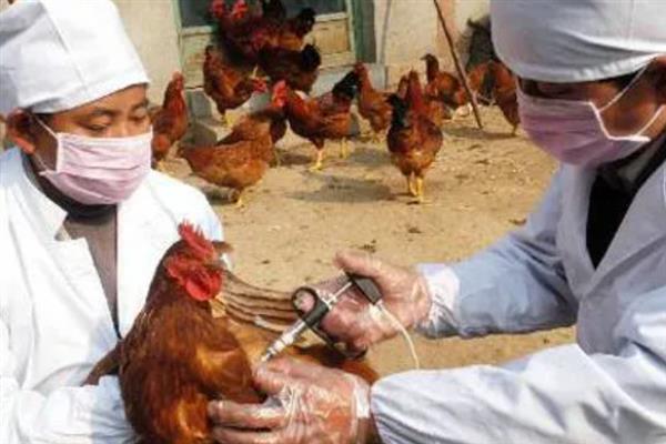 如何在家养鸡，需投喂混合饲料